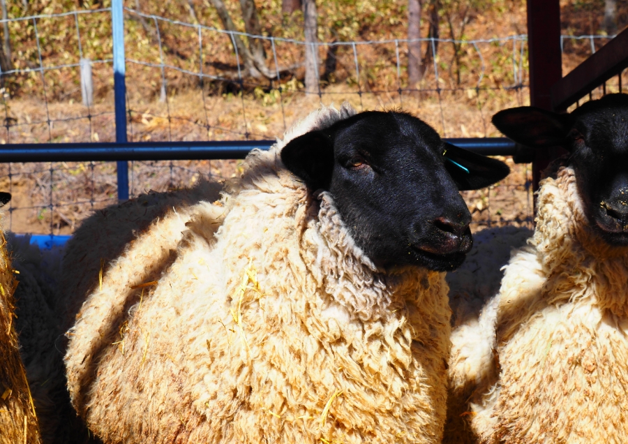 羊が変える医療と食の未来