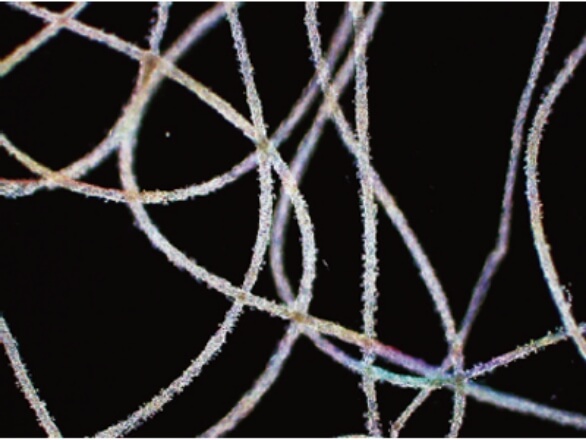 株式会社セルファイバ