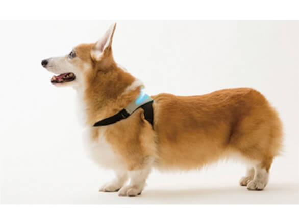 株式会社イヌパシー