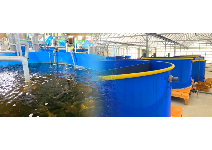 持続可能な食料供給を支える完全閉鎖循環型養殖