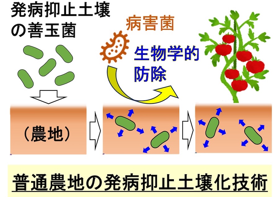 自然界の仕組みを模倣した農作物病害の防除技術