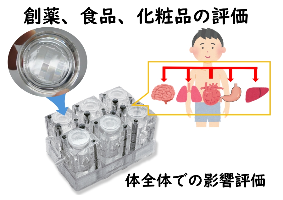 ヒト影響評価の新しい“ものさし”で創薬を変える
