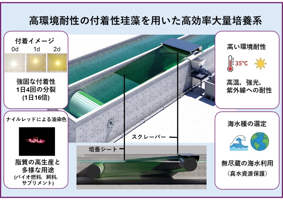 高環境耐性の付着性珪藻を用いた高効率大量培養系