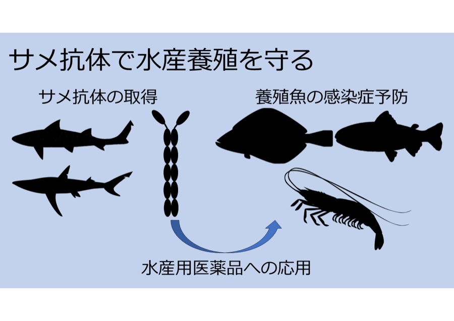 サメ由来抗体を応用した魚介類感染症防除剤の開発