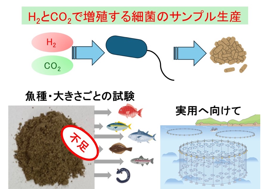 水素と二酸化炭素で増える細菌で養殖魚用飼料を生産
