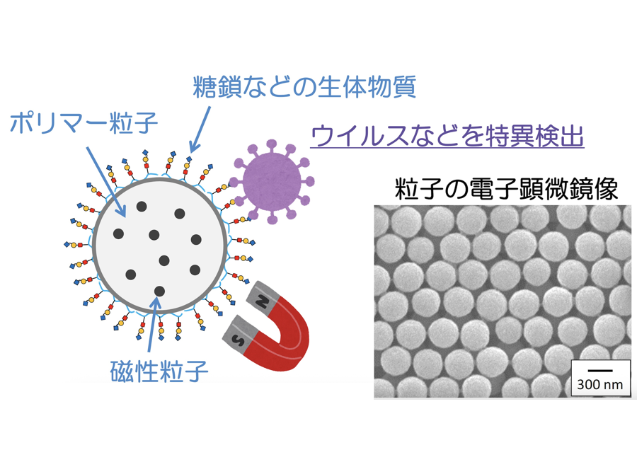 機能性微粒子の精密デザインによる次世代医療の実現