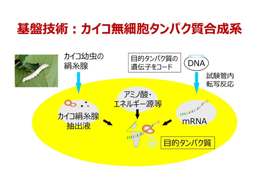 カイコ無細胞タンパク質合成技術で世界を変革する