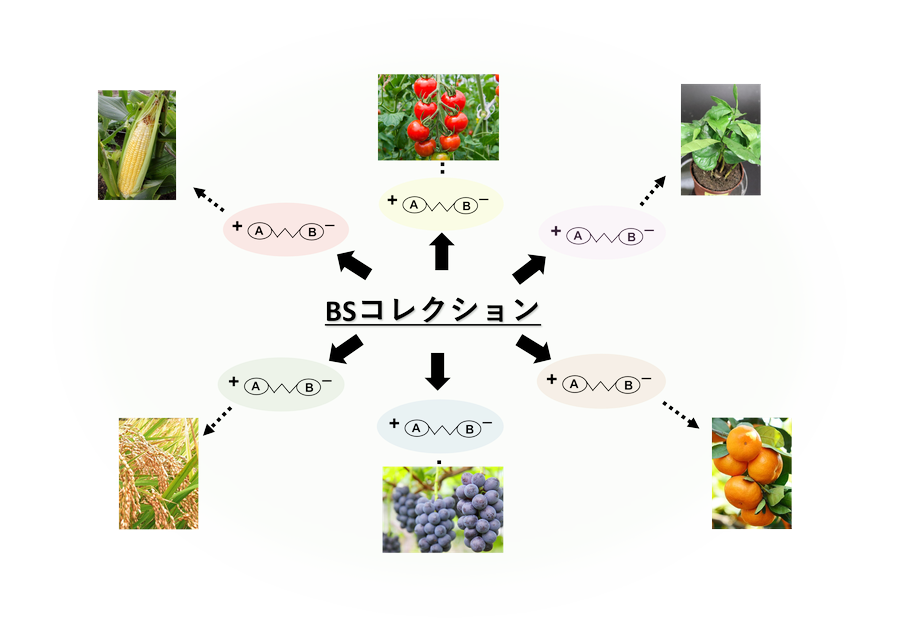 植物バイオスティミュラントコレクションの開発