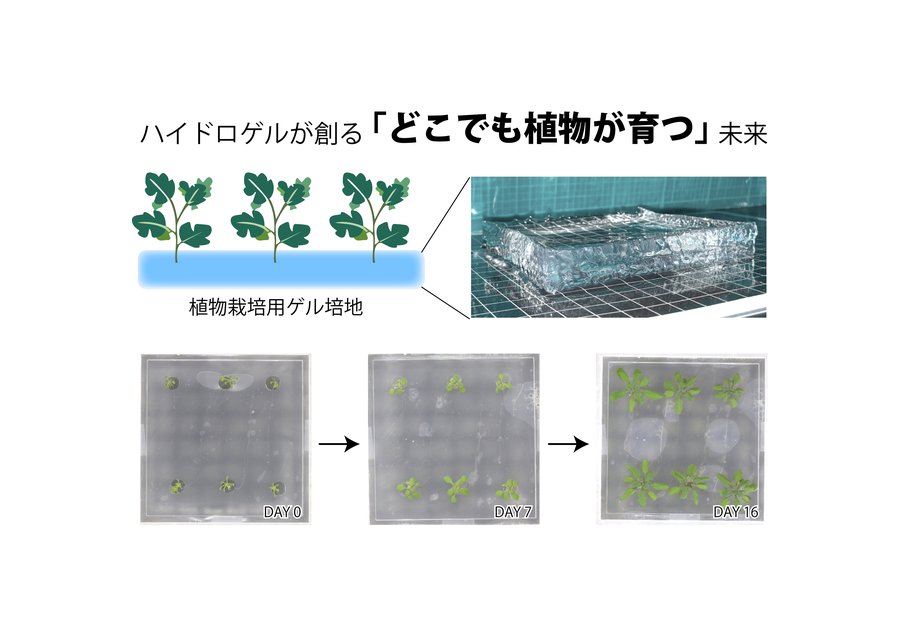 どこでも植物を育てる「高速吸水ゲル培地」の開発