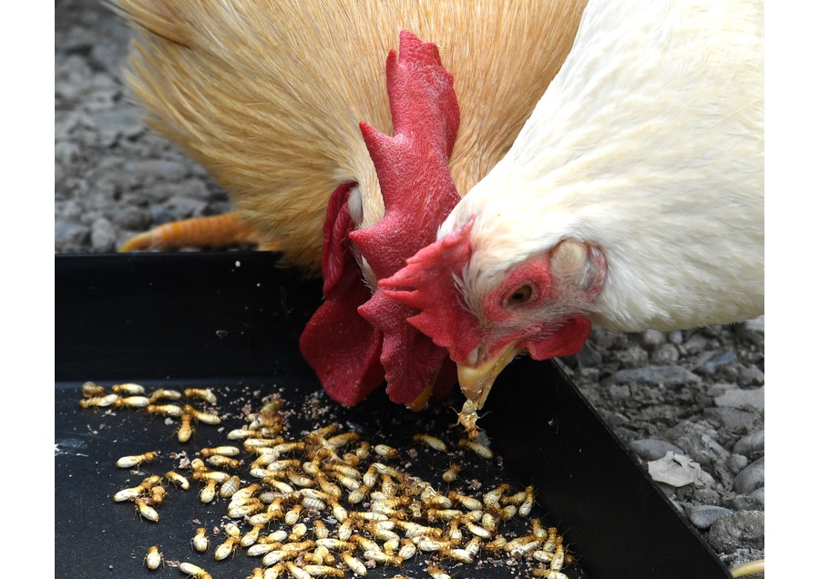 シロアリを用いた未利用木材の飼料資源化