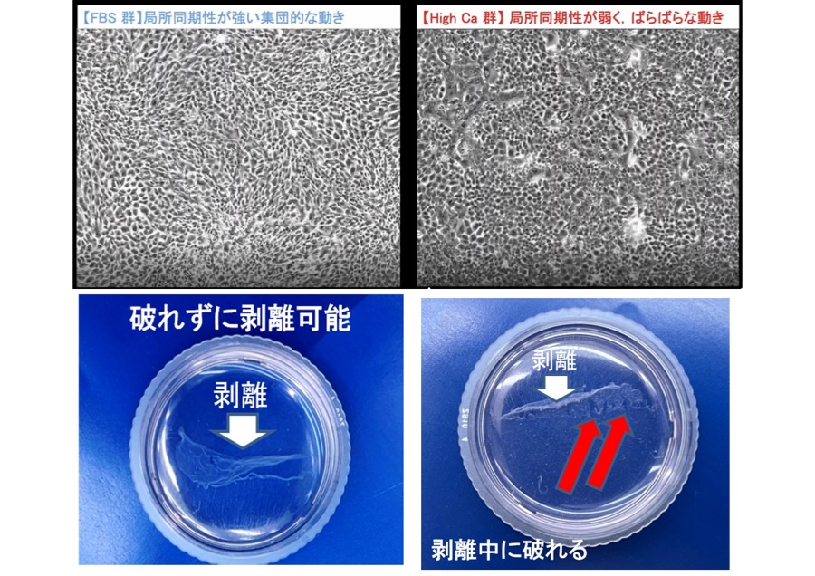 培養口腔粘膜上皮細胞シートの非侵襲的品質管理法