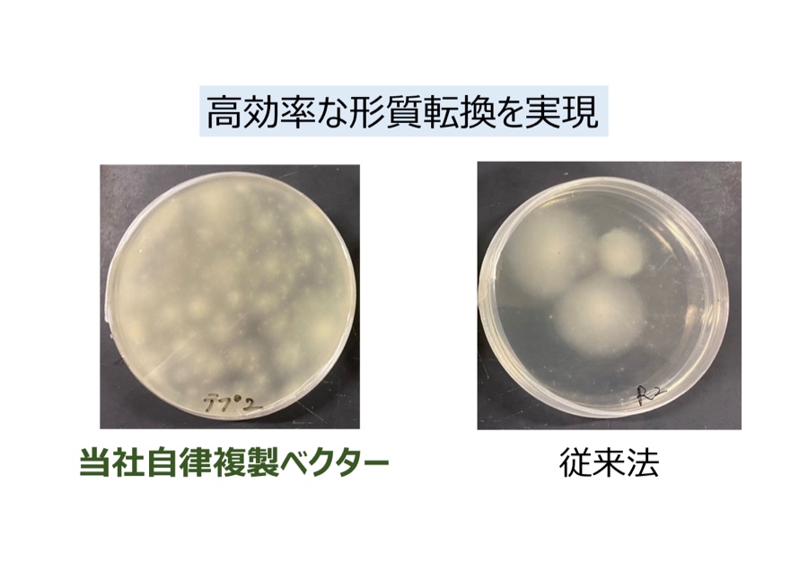 多様な糸状菌の産業利用を拓く新規ゲノム編集基盤